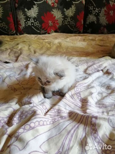 Тайские котята