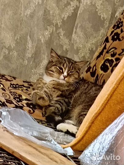 Кошечка в добрые руки
