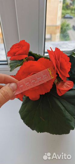 Бегония (укорененный листок)