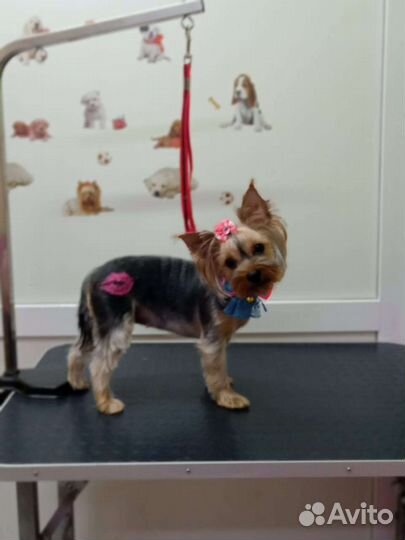 Услуги грумера