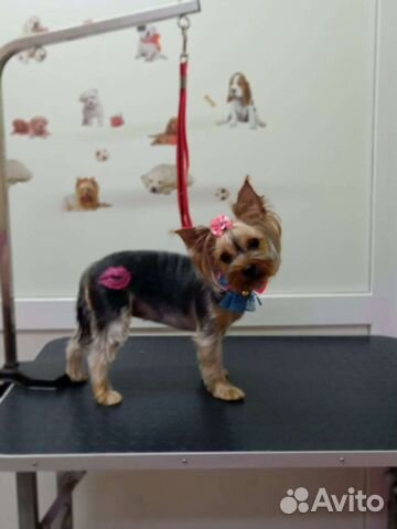 Услуги грумера