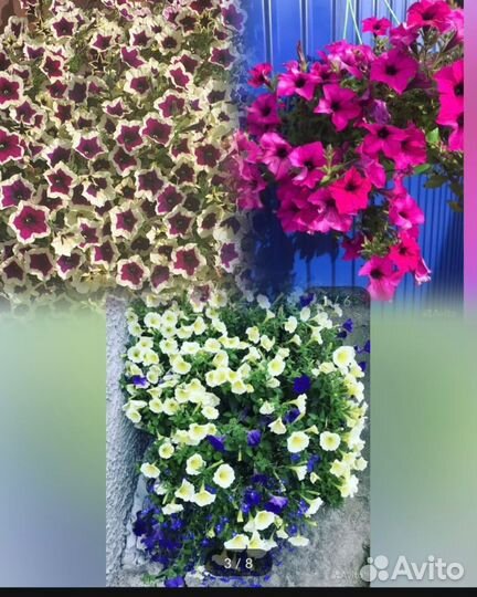 Цветы для сада