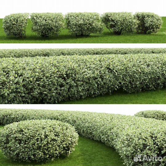 Декоративные деревья и кустарники