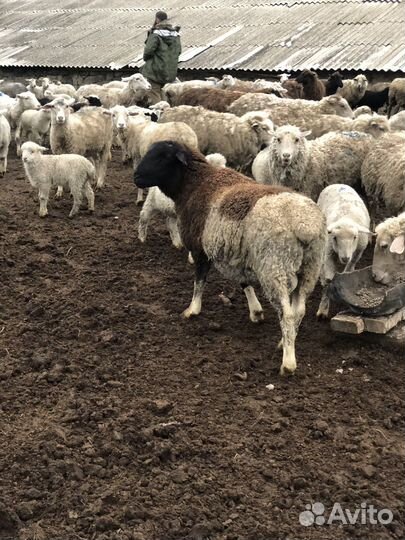 Бараны дорпер