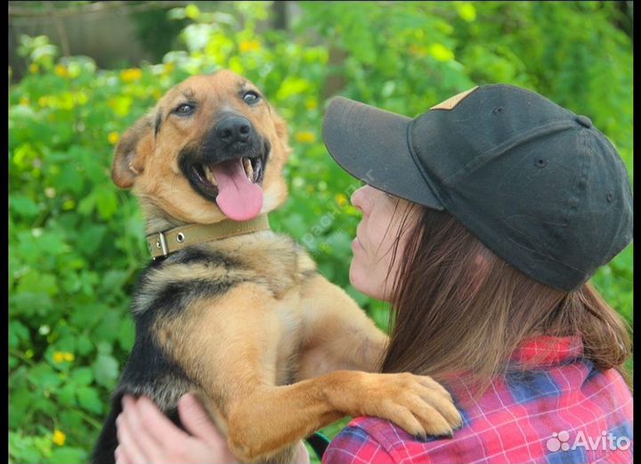 Собака в добрые руки