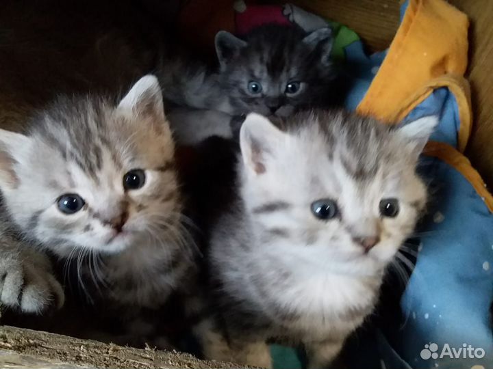 Кошка в дар бесплатно