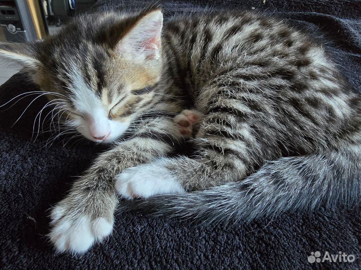 Котенок бенгал