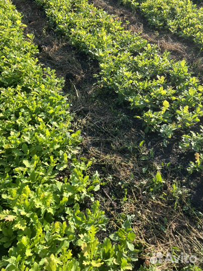 Сеянцы Яблони Недзвецкого саженцы Декоратив