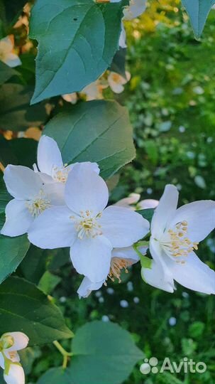 Жасмин (чубушник) саженцы