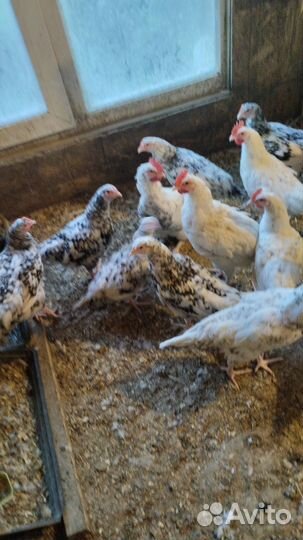 Петухи молодые породы Пушкинские