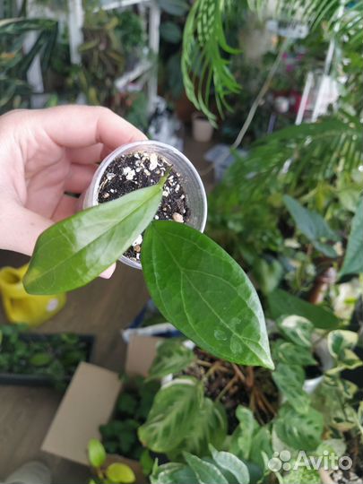 Хойи часть 1