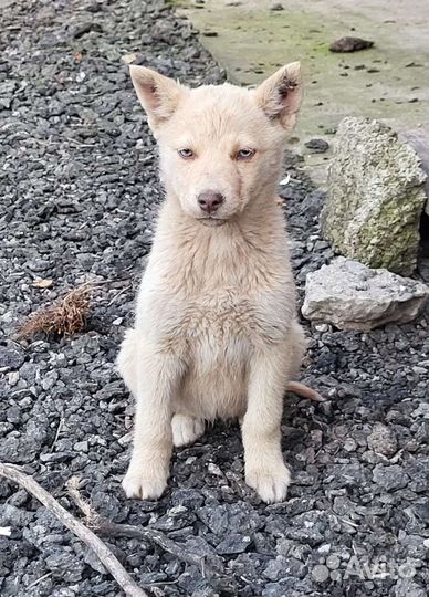 Помесь хаски