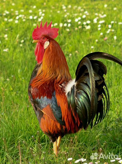 Продам молодого петуха