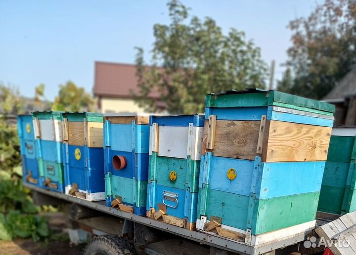 Разнотравье и гречишный мед