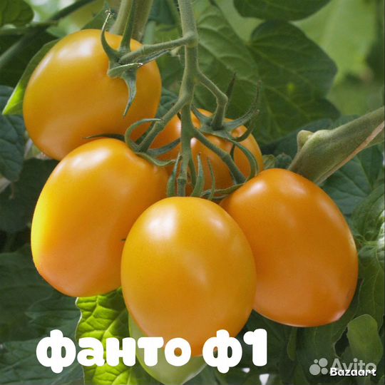 Рассада редких сортов томата