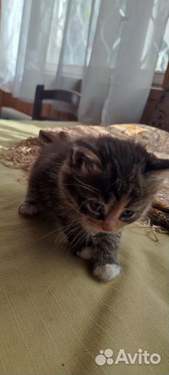 Котята в добрые руки бесплатно