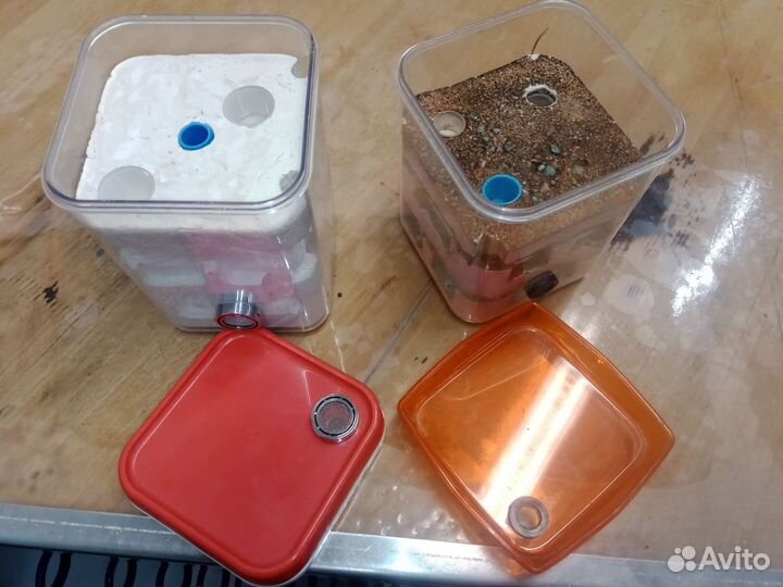 Формикарий для муравьев