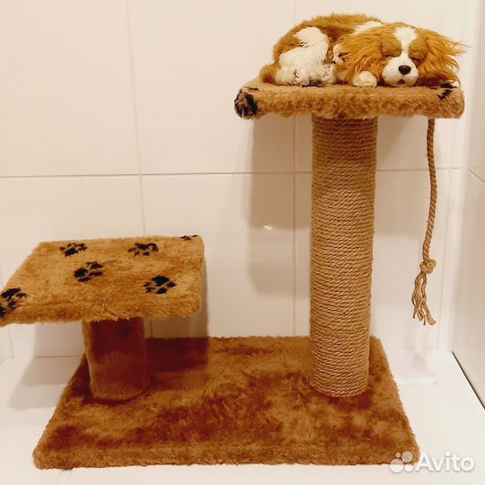 Когтеточки