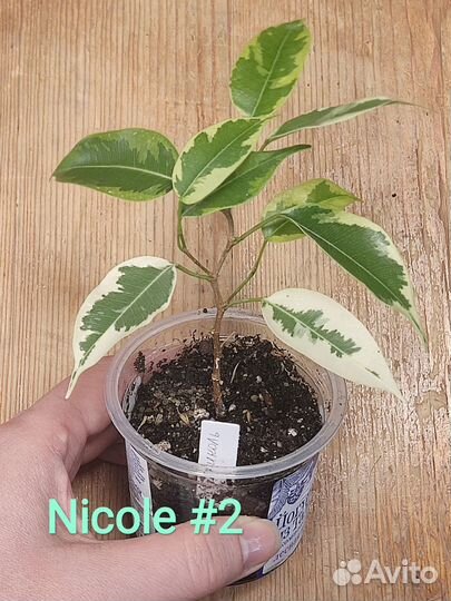 Фикус бенджамина Николь/ Ficus Nicole