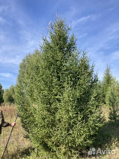 Ёлка новогодняя 300-350 см в Иркутске