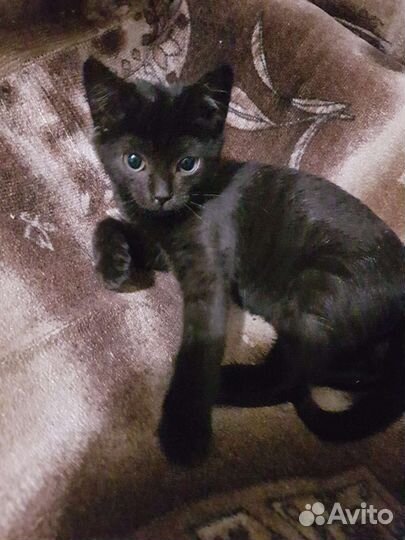 Девчушка в добрые руки Надёжных хозяев