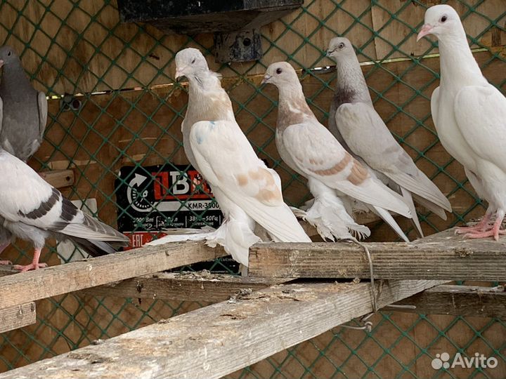 Голуби игровые