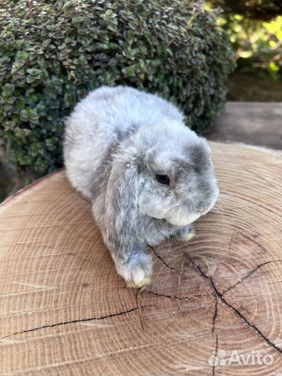 Карликовые рексобараны