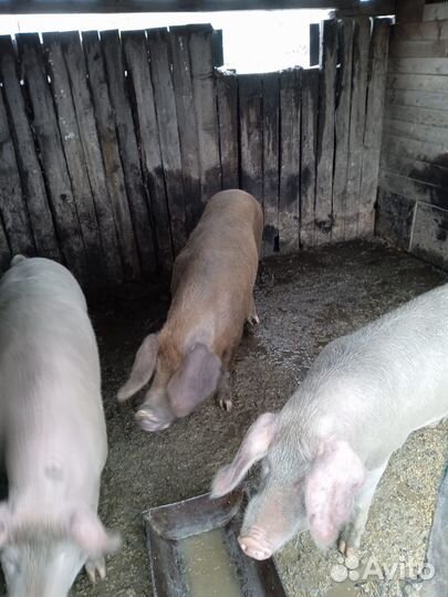 Продам свиней