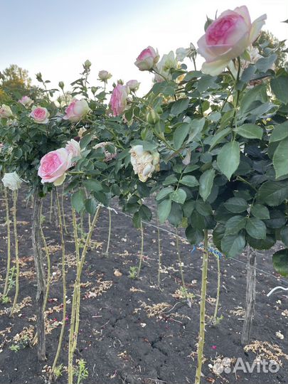 Розы штамбовые, саженцы с открытой корневой