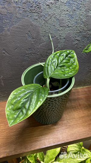 Монстера марбл планет, филодендрон бразил, пиктус