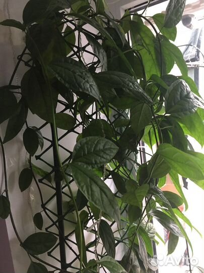 Клеродендрум томпсон