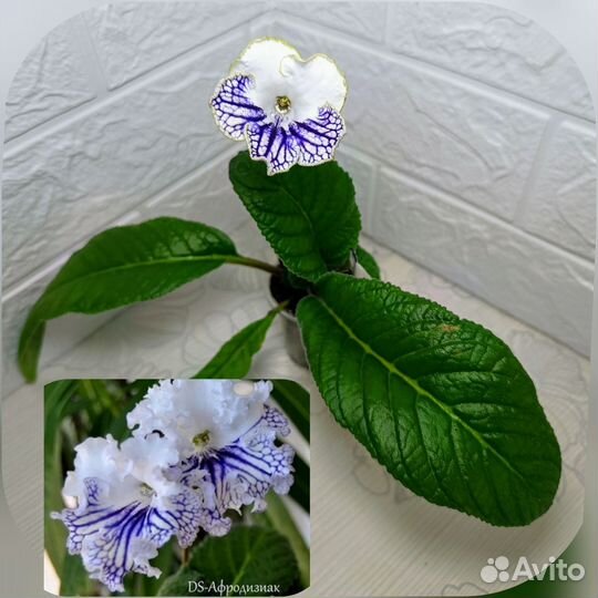 Стрептокарпусы