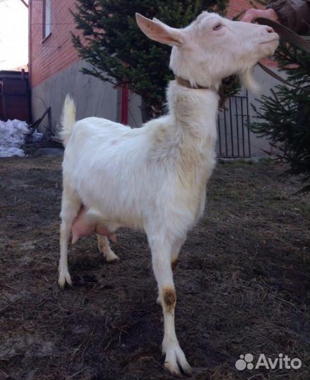 Коза дойная