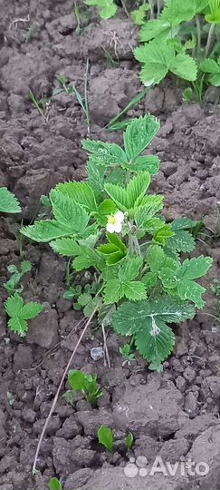 Земляника желтая