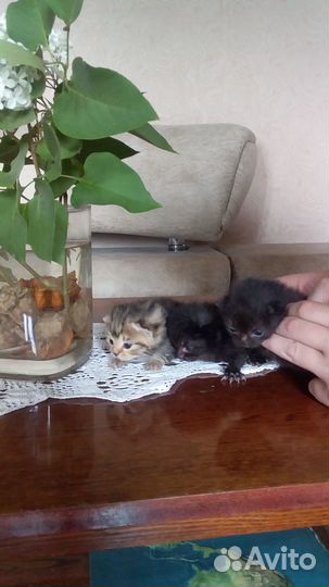 Котята в добрые руки