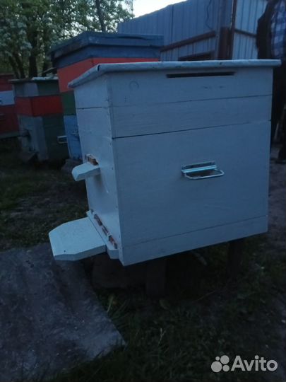 Продам пчелосемьи