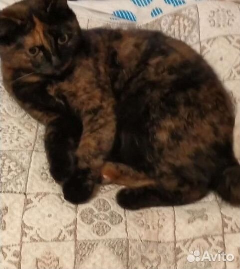 Кошка в добрые руки