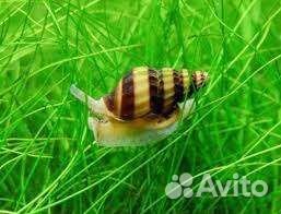 Улитка хелена