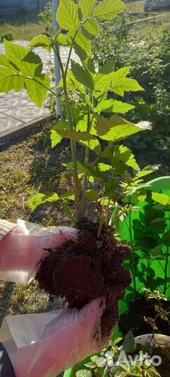 Саженцы ремонтантной малины