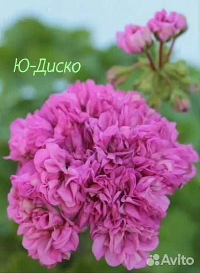 Пеларгонии розебудные, душистые герани