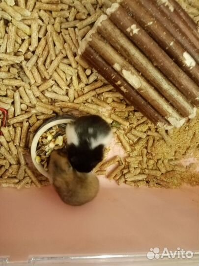 Сирииские хомячата