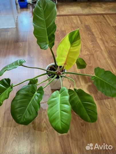 Филодендрон доместикум и другие