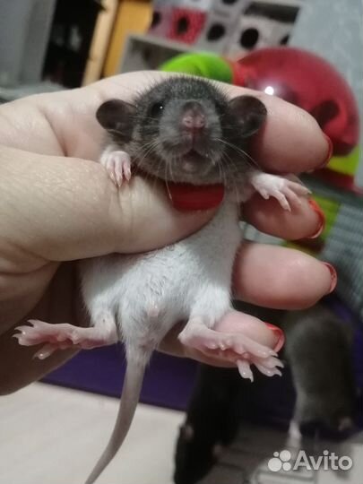 Крыса крысята дамбо