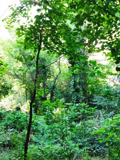 Участок 3,7 сот. (ИЖС)