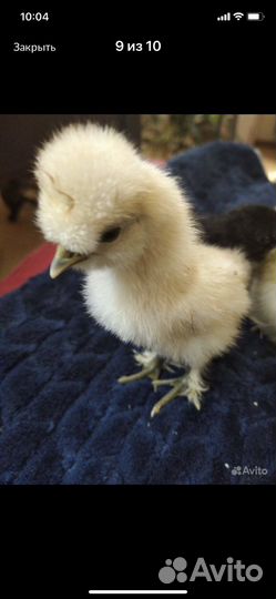 Подрощенные китайские шелковые цыплята