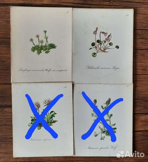 Антикварные Литографии ботаника