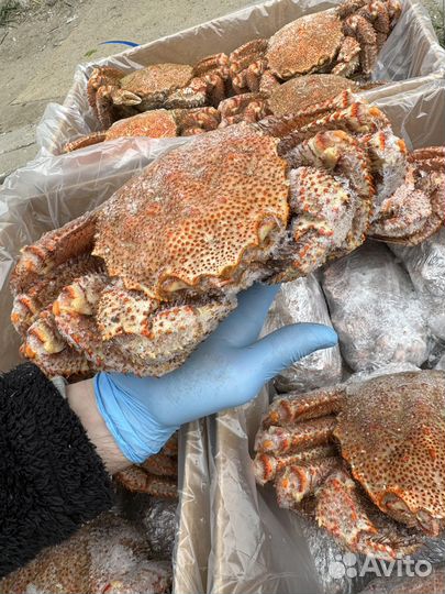 Оптом Краб Волосатик