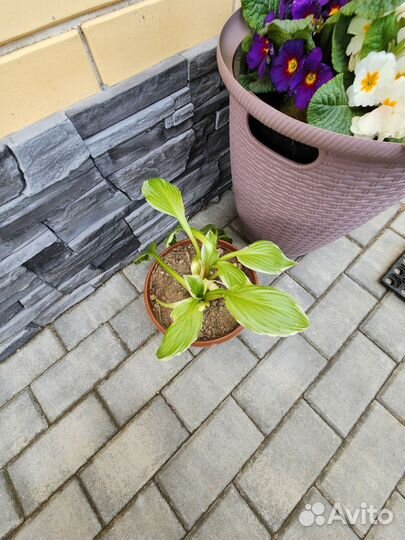 Хоста растение