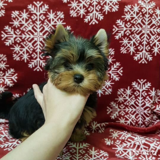 Йоркширский терьер мини девочка