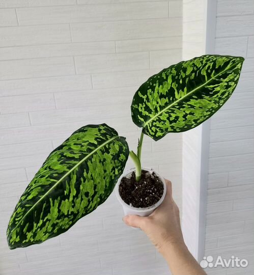Диффенбахия Рефлектор